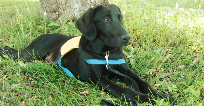 Service-Dogs-for-America-Dog